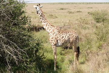 Kenya - Savannah - Giraffe