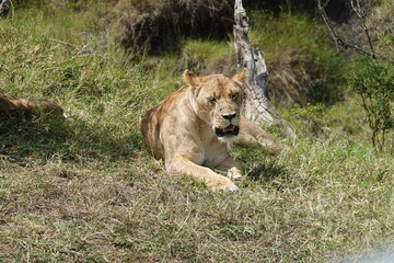 Kenya - Savannah - Lion