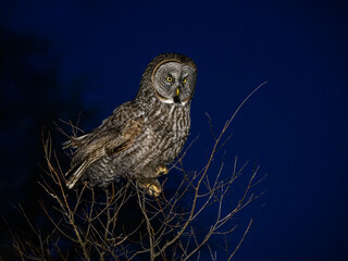 Great Gray Owl portrait at night on dark blue sky