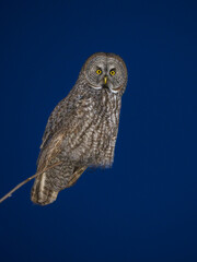 Great Gray Owl portrait at night on dark blue sky