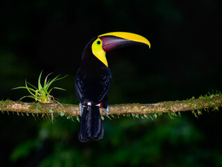 Yellow-throated Toucan portrait on mossy stick against dark green background