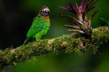 Brown-hooded Parrot portrait on mossy stick against dark green background