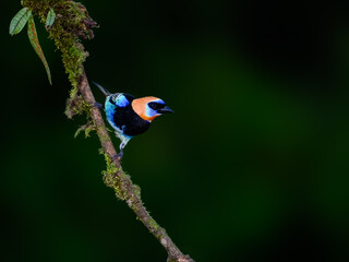 Golden Hooded Tanager portrait on mossy stick against dark green background