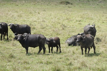 Fototapeta premium Kenya - Savannah - Buffalo