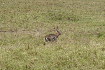 Kenya - Savannah - Topi