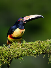 Naklejka premium Collared Aracari portrait on mossy stick against dark green background