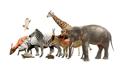 Obraz na płótnie Canvas Group of different wild animals on white background, collage