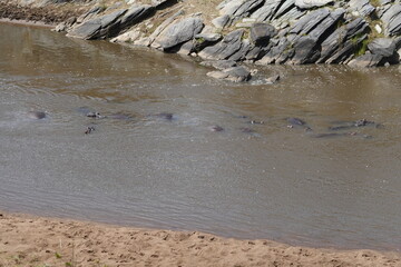 Kenya - Savannah - Hippo