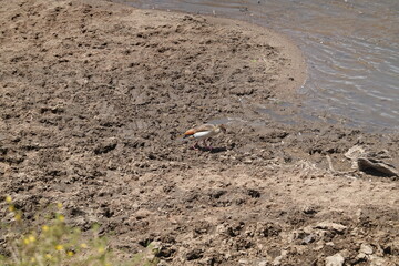 Kenya - Savannah - Stork