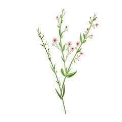 Fototapeta premium Field Flowers on Branch. Wildflower Icon. Hand Drawn