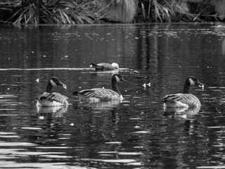 Styx_Mill_Reserve_12_Feb_2023