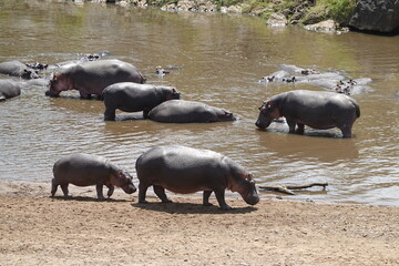 Kenya - Savannah - Hippo