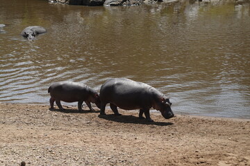 Kenya - Savannah - Hippo