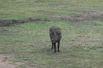 Kenya - Savannah - Warthog