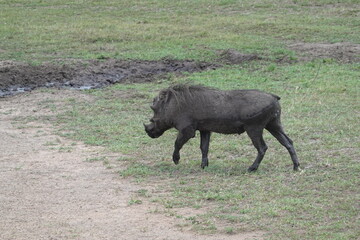 Kenya - Savannah - Warthog
