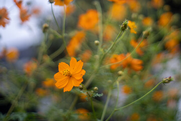 秋の季節に映えるオレンジ色のキバナコスモスの花