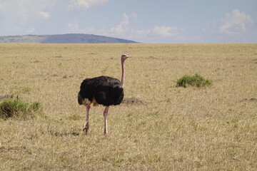 Naklejka premium Kenya - Savannah - Ostrich