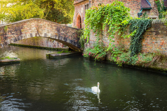 Architecture of idyllic Bruges with canal and lonely swan floating, Flanders, Belgium