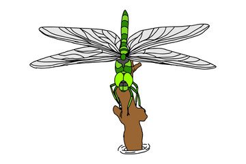 Green Dragonfly Vector
