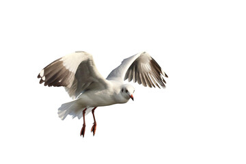 Fototapeta premium Beautiful seagull flying isolated on transparent background png file