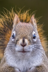 A cute squirrel sitting on a fence in a wildlife reserve in Ontario, Canada at a cold but sunny day in winter, looking for food. A portrait of it, frontal looking into the camera.