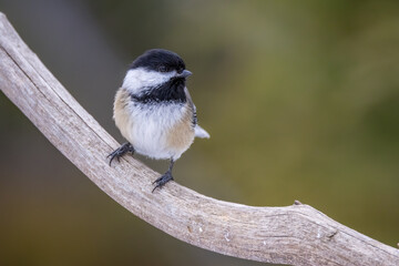 A black-capped chickadee sitting on a branch of a tree in Ontario, Canada at a cold day in winter.