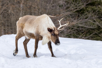 A caribou walking through the snow in the wilderness of Canada at a cold day in winter.