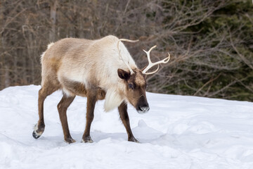 Obraz premium A caribou walking through the snow in the wilderness of Canada at a cold day in winter.