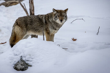 A grey wolf standing in the wilderness of a forest in Ontario, Canada at a cold day in winter.