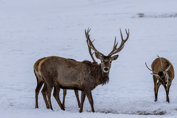 A group of male deers in a forest in Ontario, Canada at a cold but sunny day in winter.