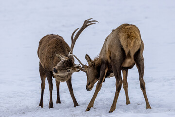 Fototapeta premium Two deers fighting in a forest in Ontario, Canada at a cold but sunny day in winter.