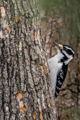 A female downy woodpecker in a little forest not far away from Ottawa, Canada, looking for food on a branch of a tree at a sunny day in winter. 