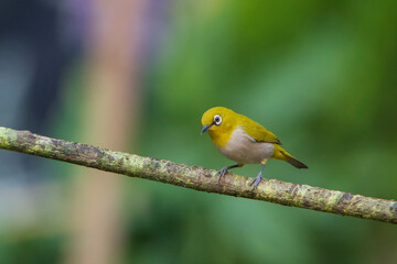 Oriental White-eye on a branch