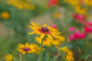 Black-eyed Susan in bloom in the garden. Summer floral background. Yellow rudbeckia close up