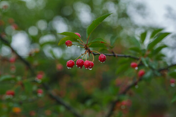 Red cherries hanging on cherry tree branch with soft light background