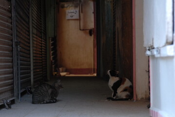 エジプト・アスワンのストリートで暮らす猫 （2006年12月）