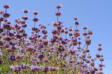 Cleveland Sage, Salvia clevelandii, beautiful, highly aromatic species of sage, native to the California, close-up with clear blue sky