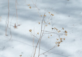 雪の中の枯れ草