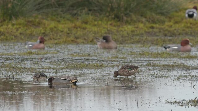 Eurasian Teal, Anas crecca and Eurasian Wigeon, Mareca penelope - Birds in the environment during winter migration
