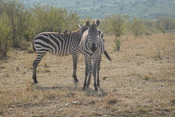 Naklejka premium Kenya - Savannah - Zebra