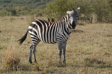 Fototapeta na wymiar Kenya - Savannah - Zebra