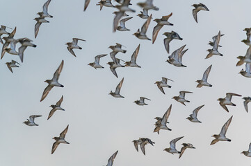 Grey Plover, Pluvialis squatarola - Birds in the environment during winter migration