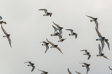 Grey Plover, Pluvialis squatarola - Birds in the environment during winter migration