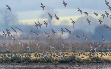 Grey Plover, Pluvialis squatarola - Birds in the environment during winter migration