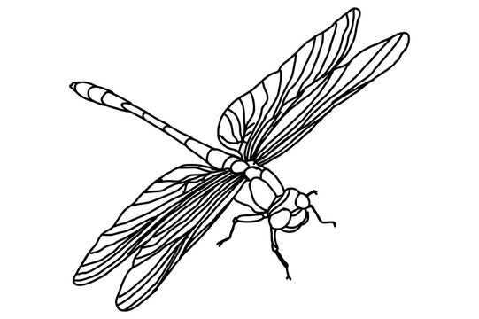 Dragonfly Vector