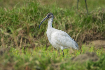 Naklejka premium Black-headed Ibis on the grassland