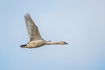 Mute Swan, Cygnus Olor in flight over marshes