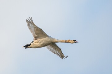 Obraz premium Mute Swan, Cygnus Olor in flight over marshes