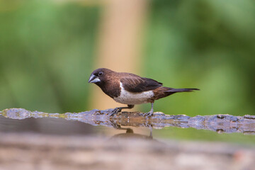 White-rumped Munia on the ground