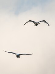 Mute Swan, Cygnus Olor in flight over marshes